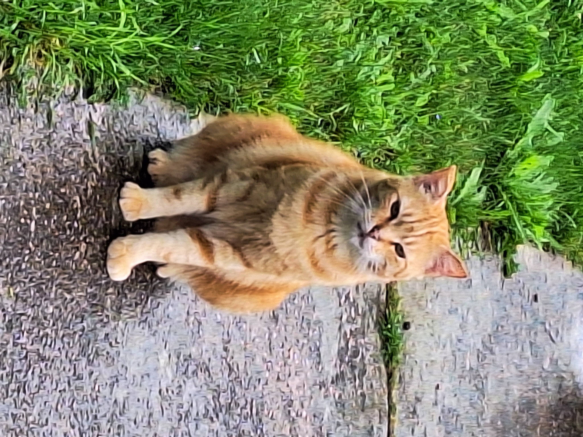 Tommi participe au concours pour gagner de l'argent avec cette photo : big_cats, canidae, carnivore, cat, claw, dog_breed, domestic_short_haired_cat, fawn, felidae, fur, grass, paw, plant, small_to_medium_sized_cats, snout, tail, terrestrial_animal, tree, whiskers, wood