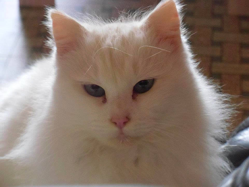 Duchesse participe au concours pour gagner de l'argent avec cette photo : aegean_cat, asian_semi_longhair, british_semi_longhair, burmilla, carnivore, cat, domestic_long_haired_cat, eye, felidae, khao_manee, kitten, mammal, norwegian_forest_cat, ragamuffin, ragdoll, small_to_medium_sized_cats, turkish_angora, turkish_van, vertebrate, whiskers