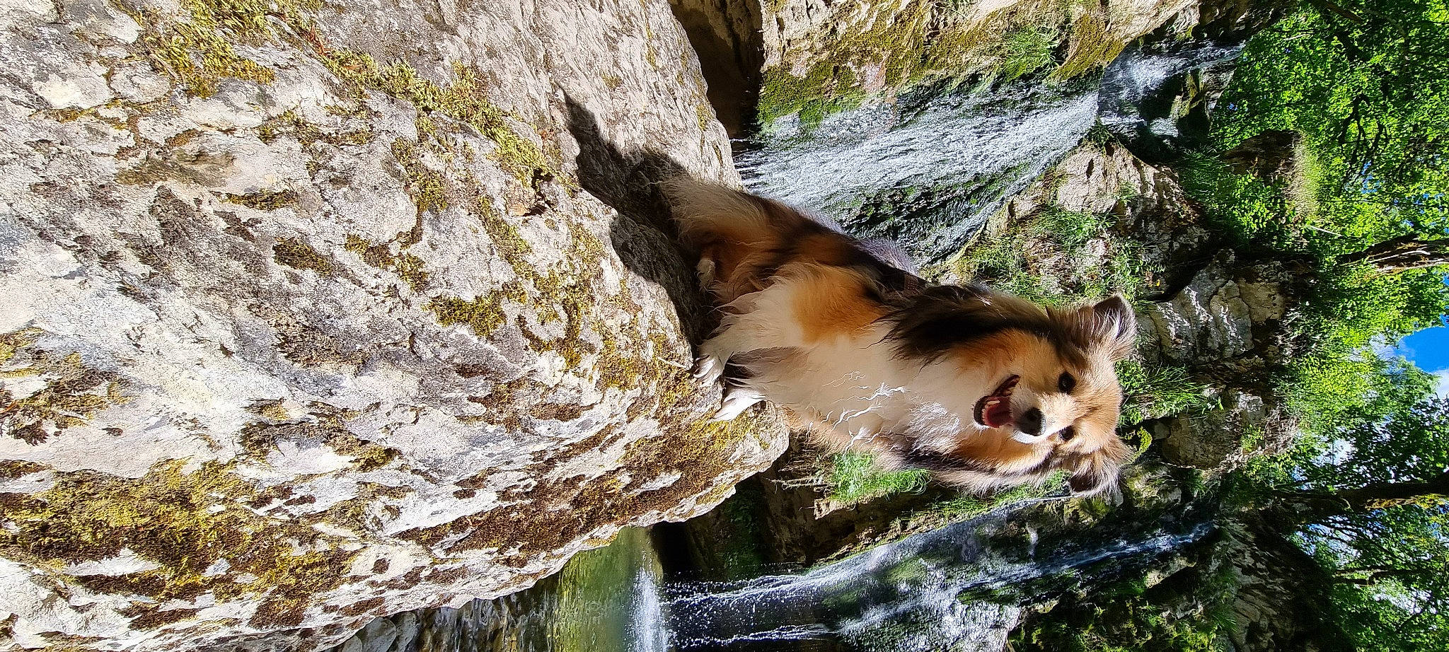 Zaza a rejoint le concours — aidez-le/la à gagner de superbes lots ! bedrock, big_cats, carnivore, fawn, felidae, fluvial_landforms_of_streams, formation, grass, natural_landscape, outcrop, plant, rock, snout, stream, tail, terrestrial_animal, water, watercourse, waterfall, wilderness