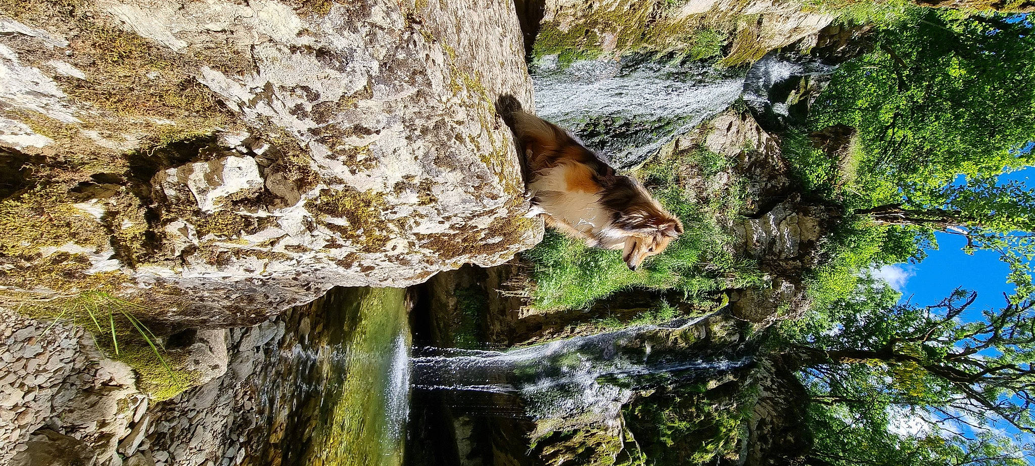 Zaza participe au concours pour gagner de l'argent avec cette photo : bedrock, biome, fawn, forest, formation, geology, grass, landscape, leaf, natural_landscape, outcrop, plant, rock, stream, tree, trunk, water, watercourse, waterfall, wood