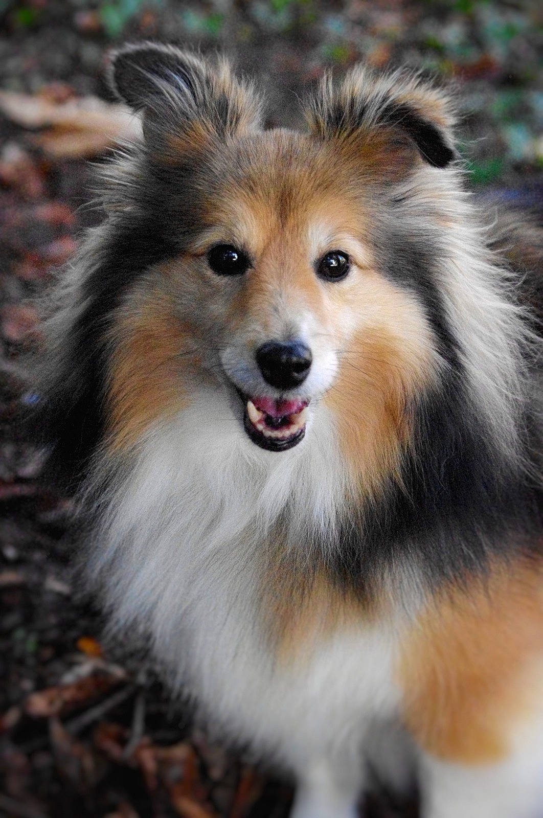 Zaza participe au concours pour gagner de l'argent avec cette photo : ancient_dog_breeds, canidae, carnivore, collie, companion_dog, dog, dog_breed, fur, grass, rough_collie, scotch_collie, snout, sporting_group, terrestrial_animal, tree, whiskers, wildlife, working_dog