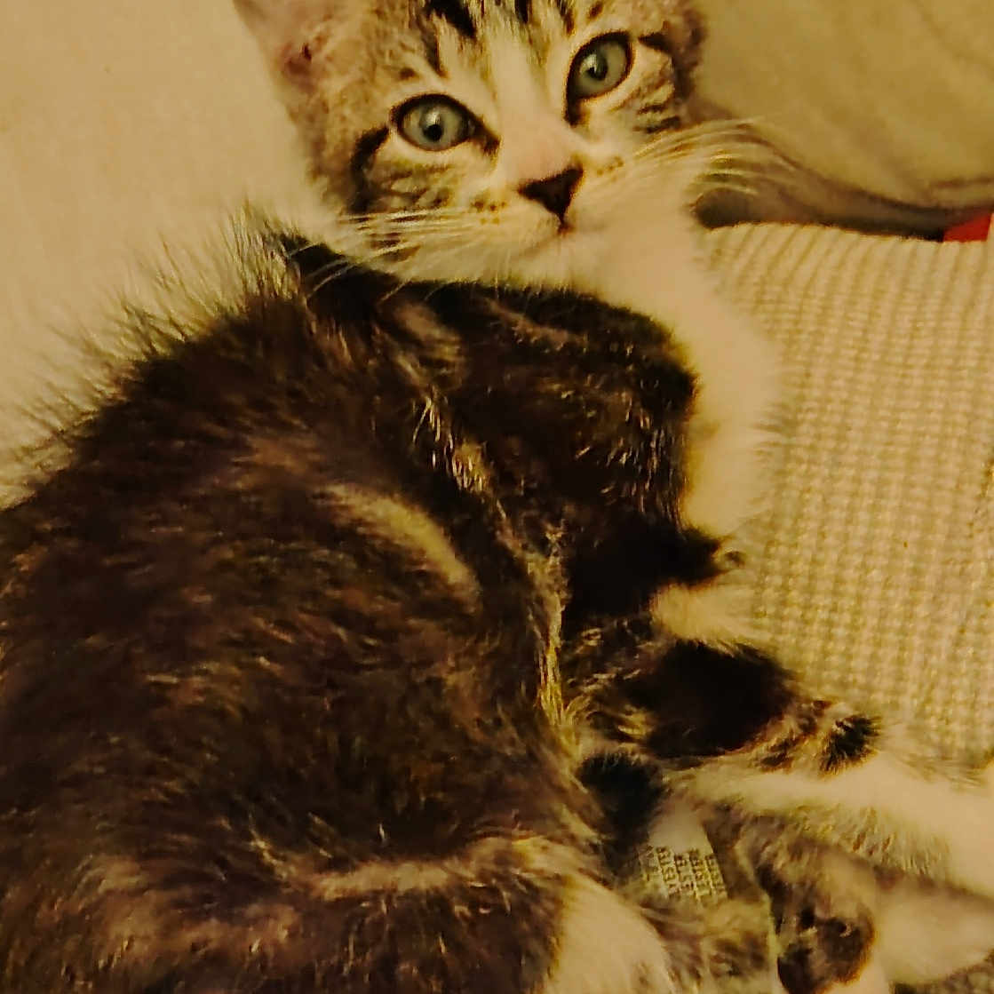 Ange participe au concours pour gagner de l'argent avec cette photo : animal, cat, closeup, cozy, cushion, cute, ears, eyes, fabric, feline, fur, home, indoor, kitten, pet, portrait, relaxed, resting, tabby, whiskers