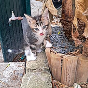 Ange participe au concours pour gagner de l'argent avec cette photo : kitten, cat, young_animal, outdoor, stone, wood, plant_pot, rocks, dried_leaves, curious, tongue_out, feline, small, gray, white, striped, green_background, garden, nature, animal