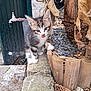 kitten, cat, young_animal, outdoor, stone, wood, plant_pot, rocks, dried_leaves, curious, tongue_out, feline, small, gray, white, striped, green_background, garden, nature, animal