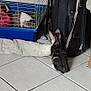 kitten, guinea_pig, cage, floor_tile, suitcase, cloth, pet, animal, indoor, curious, small_animal, furry, domestic, household, pet_care, companion, cute, mammal, young_animal, watching