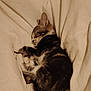 kitten, cat, sleeping, tabby, fur, pet, animal, cute, cozy, blanket, rest, soft, curled_up, whiskers, paw, indoor, domestic, fur_pattern, peaceful, relaxation