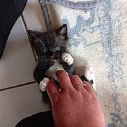 Punk participe au concours pour gagner de l'argent avec cette photo : kitten, cat, black_and_white, blue_eyes, hand, playing, floor, tile, rug, blanket, paw, pet, animal, feline, cute, domestic, indoor, person, ring, interaction