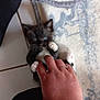 kitten, cat, black_and_white, blue_eyes, hand, playing, floor, tile, rug, blanket, paw, pet, animal, feline, cute, domestic, indoor, person, ring, interaction