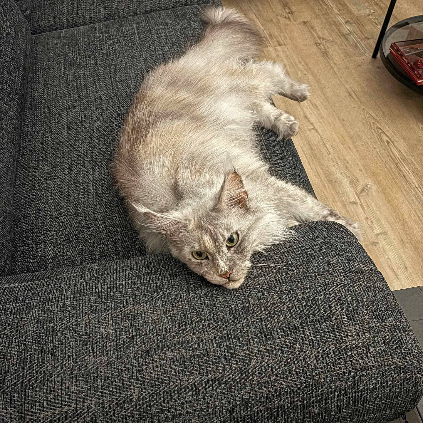 Ruby participe au concours pour gagner de l'argent avec cette photo : animal, cat, couch, cozy, cute, ears, fluffy, fur, furniture, gray_cat, home, indoor, living_room, pet, relaxed, resting, stretching, texture, whiskers, wooden_floor