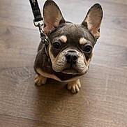 Rosco is registered to the contest to win money with this photo: dog, puppy, french_bulldog, leash, hardwood_floor, ears, cute, looking_up, portrait, pet, animal, adorable, close_up, paws, collar, indoor, sitting, brown, muzzle, big_eyes