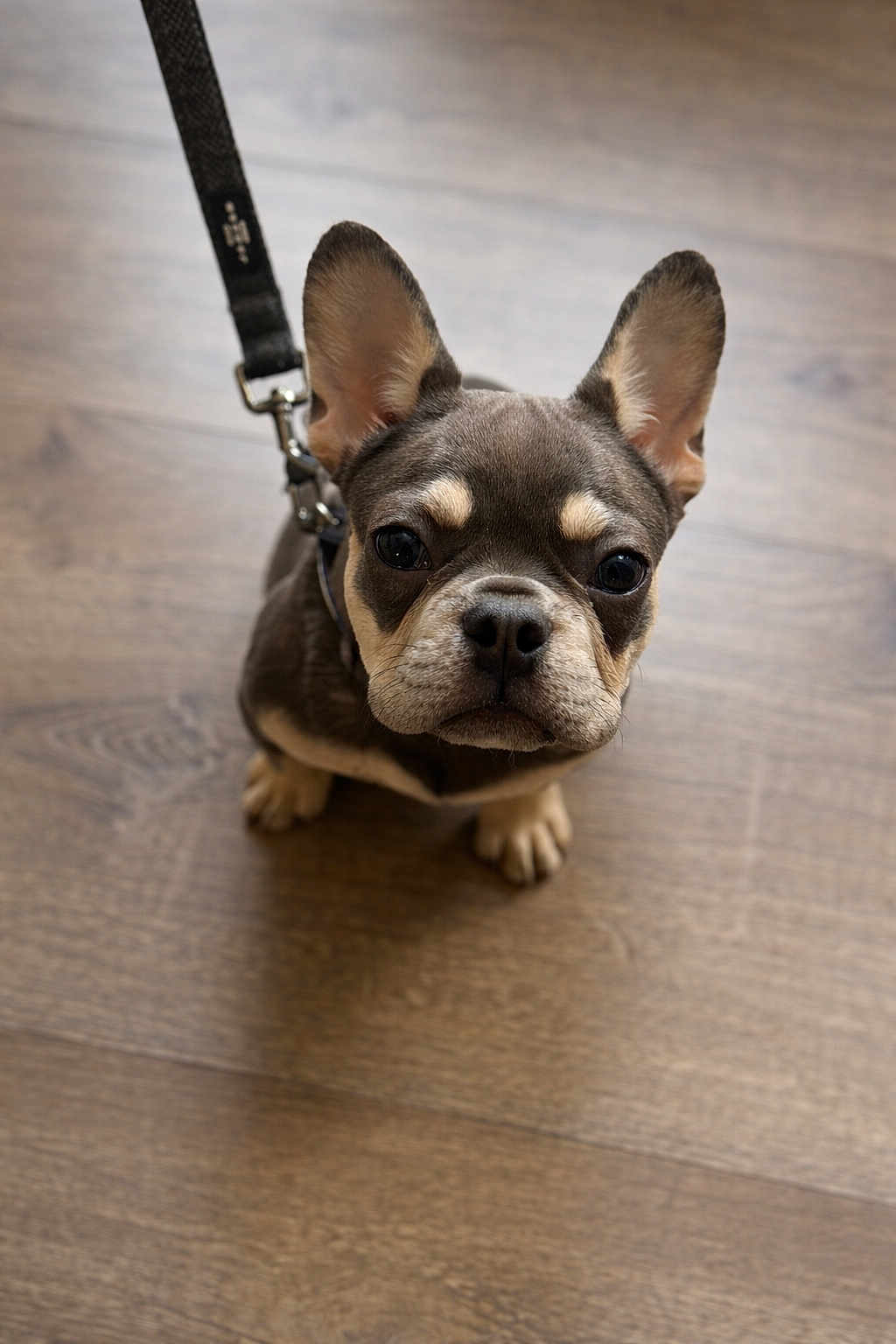Rosco is registered to the contest to win money with this photo: dog, puppy, french_bulldog, leash, hardwood_floor, ears, cute, looking_up, portrait, pet, animal, adorable, close_up, paws, collar, indoor, sitting, brown, muzzle, big_eyes