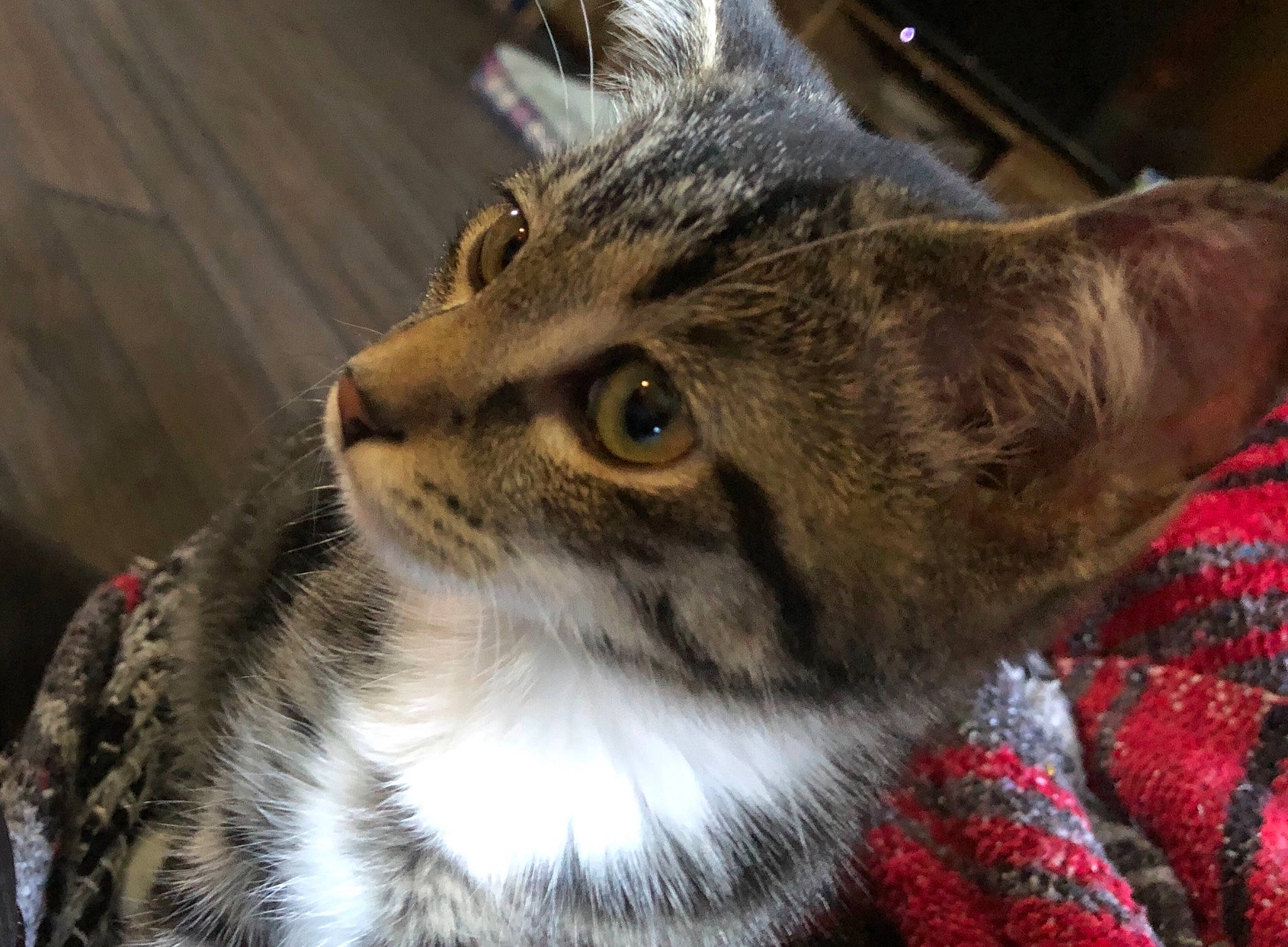 Bacon is registered to the contest to win money with this photo: