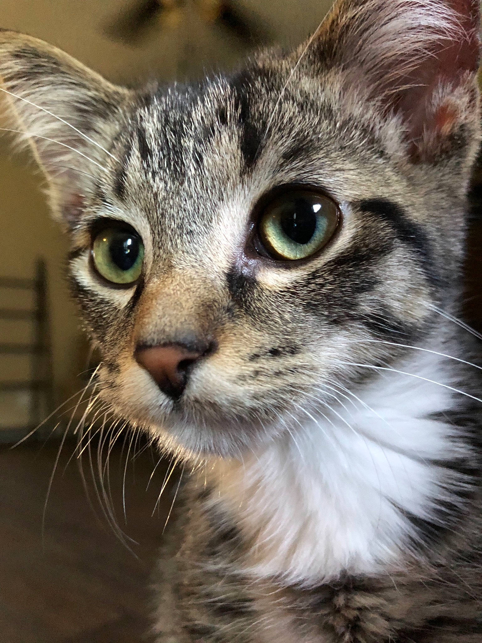 Bacon joined the competition — help win amazing prizes!