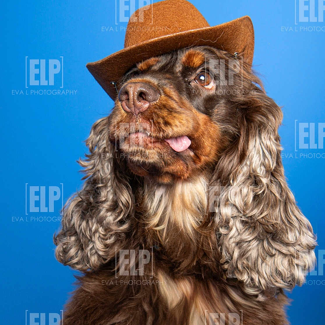 June participe au concours pour gagner de l'argent avec cette photo : dog, curly_fur, brown_fur, cowboy_hat, pet, portrait, studio, blue_background, tongue_out, cute, animal, mammal, domestic_animal, fluffy, looking_up, adorable, fashion, hat, single_animal, close_up