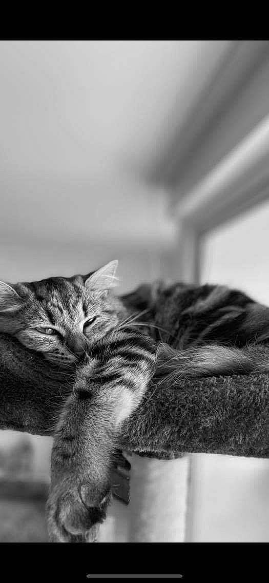 Opale a rejoint le concours — aidez-le/la à gagner de superbes lots ! black_and_white, carnivore, cat, claw, domestic_short_haired_cat, felidae, fur, grey, monochrome, monochrome_photography, paw, photography, plant, small_to_medium_sized_cats, still_life_photography, style, tail, tree, whiskers