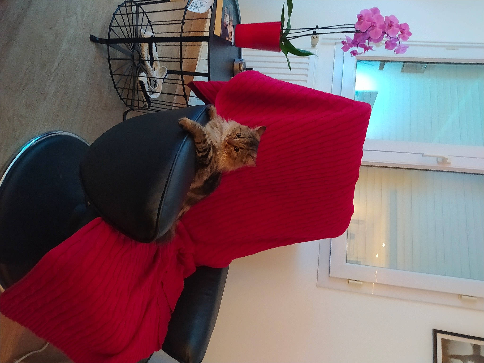 Opale participe au concours pour gagner de l'argent avec cette photo : chair, comfort, couch, fawn, felidae, flooring, furniture, hat, human_leg, interior_design, linens, magenta, orange, pink, red, room, small_to_medium_sized_cats, table, thigh, wood