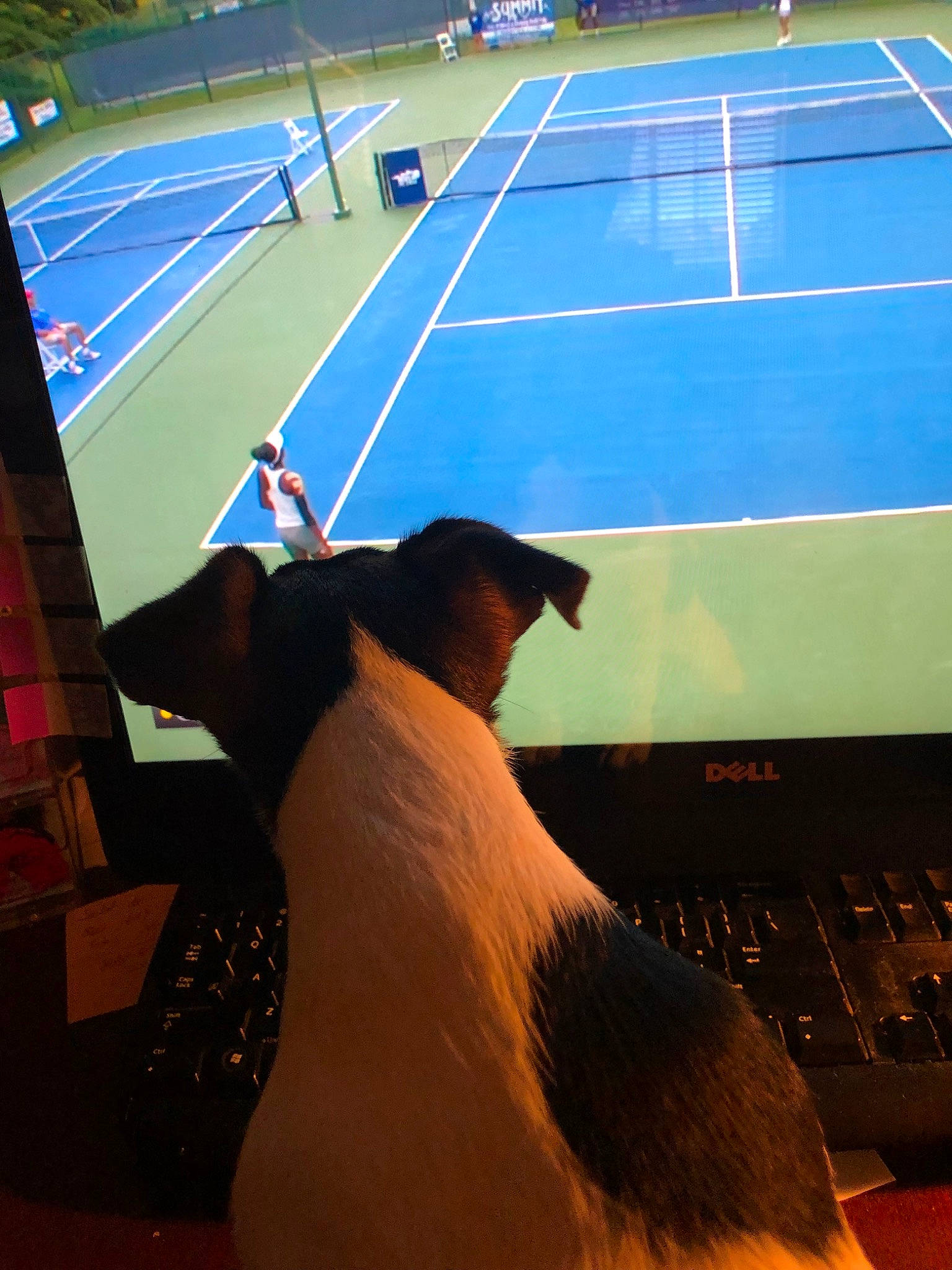 Domino joined the competition — help win amazing prizes! floor, fun, leisure, sport_venue, stadium, world