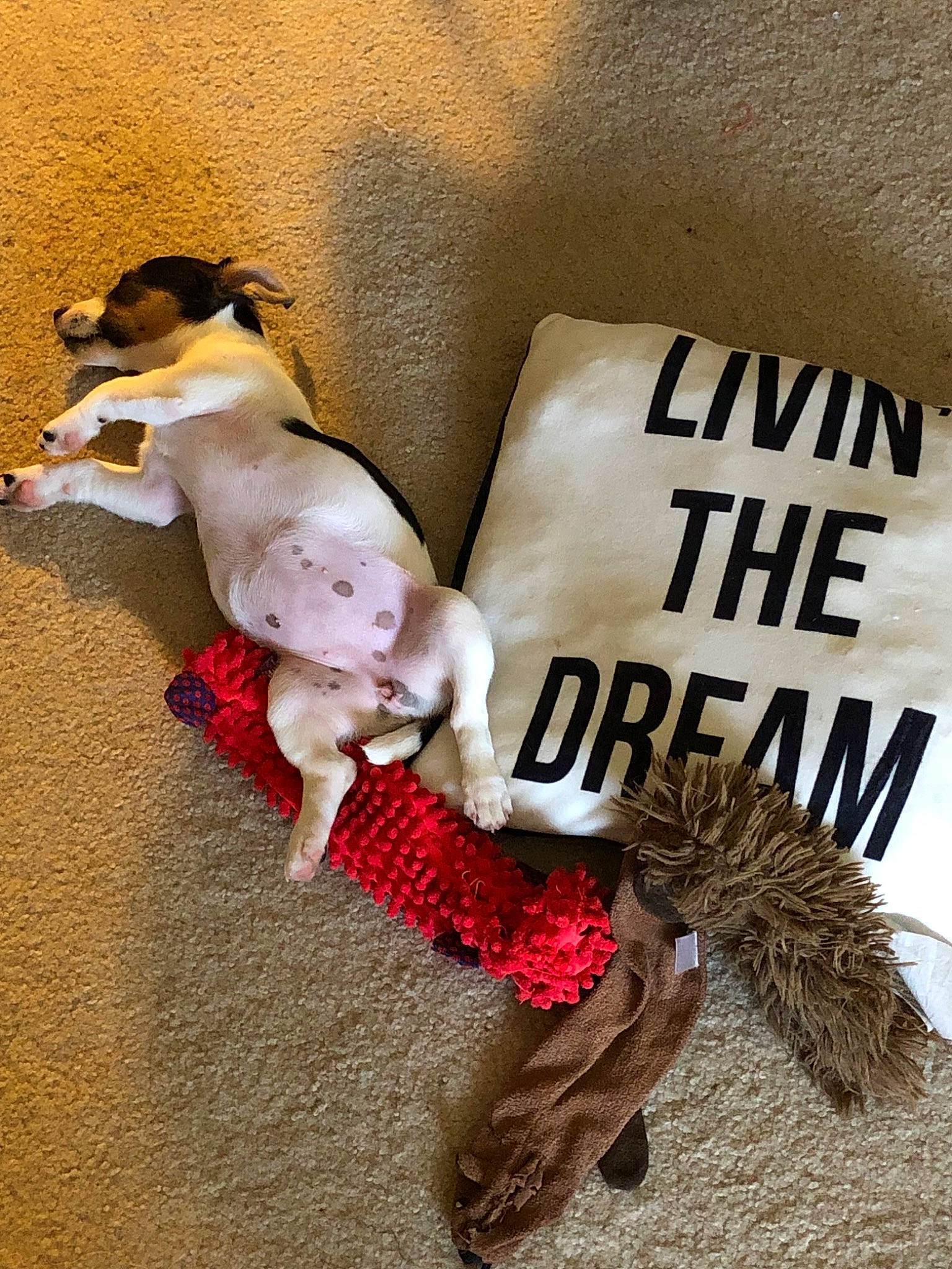 Domino joined the competition — help win amazing prizes! canidae, carnivore, dachshund, dog, dog_breed, dog_clothes, dog_supply, dog_toy, jack_russell_terrier, paw, pointer, puppy, rat_terrier, tail