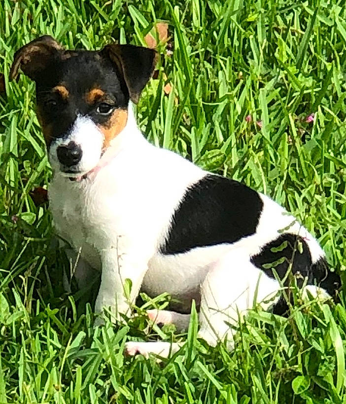 Domino joined the competition — help win amazing prizes! brazilian_terrier, canidae, carnivore, chilean_fox_terrier, companion_dog, danish_swedish_farmdog, dog, dog_breed, feist, grass, jack_russell_terrier, mammal, miniature_fox_terrier, rat_terrier, ratonero_bodeguero_andaluz, russell_terrier, smooth_fox_terrier, teddy_roosevelt_terrier, tenterfield_terrier, vertebrate
