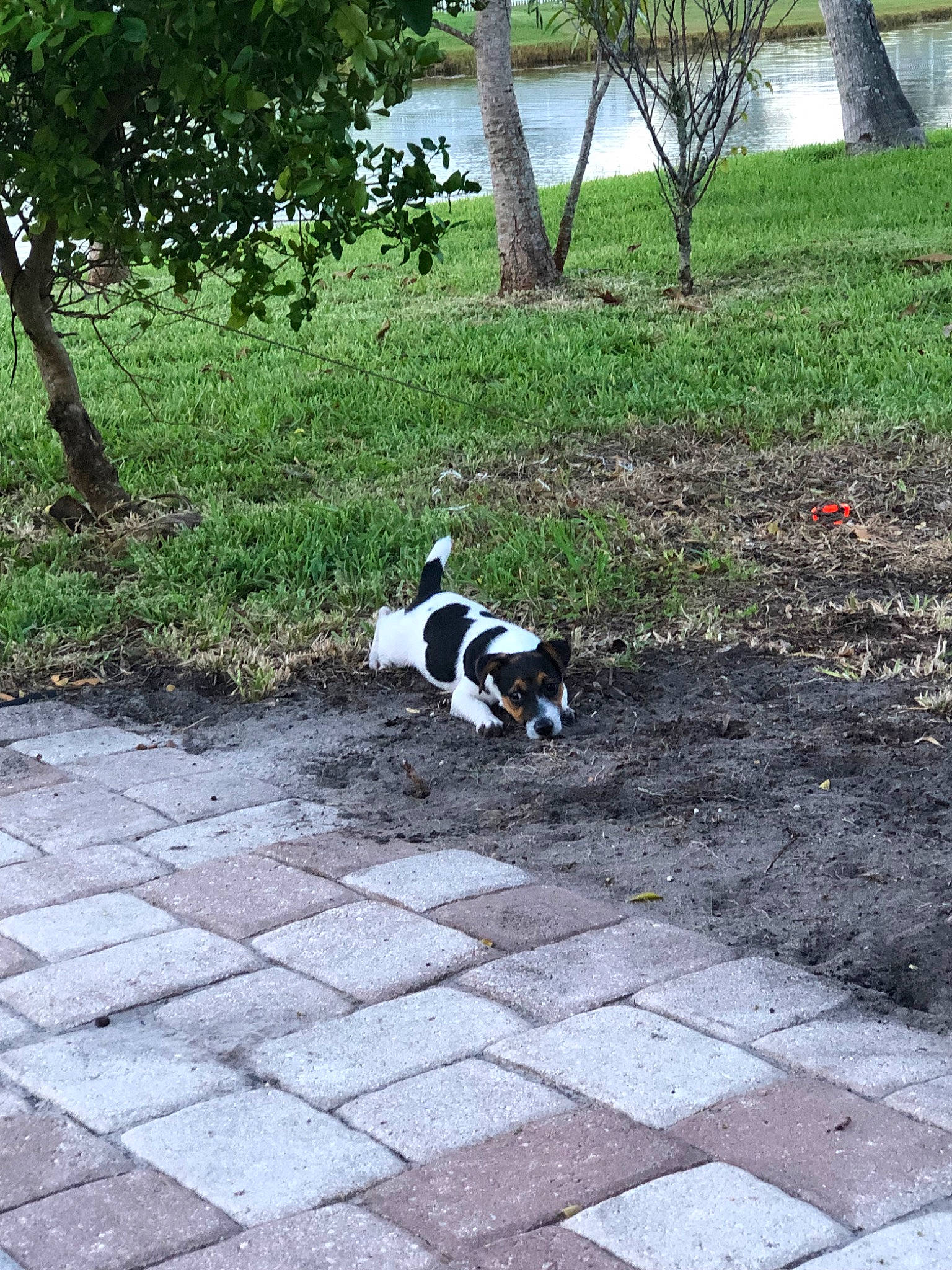 Domino is registered to the contest to win money with this photo: canidae, carnivore, companion_dog, danish_swedish_farmdog, dog, dog_breed, grass, jack_russell_terrier, non_sporting_group, plant, pointer, sidewalk, smooth_fox_terrier, sporting_group, tail, terrier, toy_fox_terrier, tree, walkway