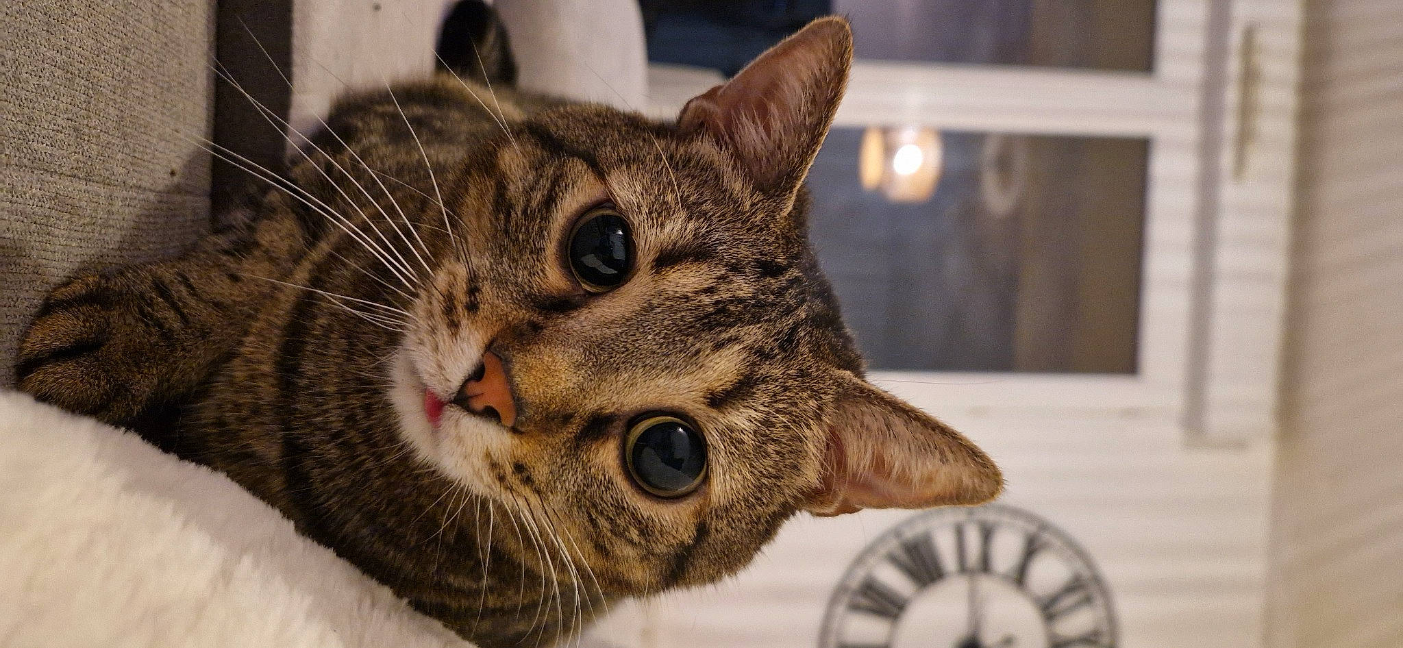 Simba a rejoint le concours — aidez-le/la à gagner de superbes lots ! carnivore, cat, circle, clock, domestic_short_haired_cat, eye, felidae, fur, home_accessories, small_to_medium_sized_cats, snout, terrestrial_animal, whiskers, wildlife, window