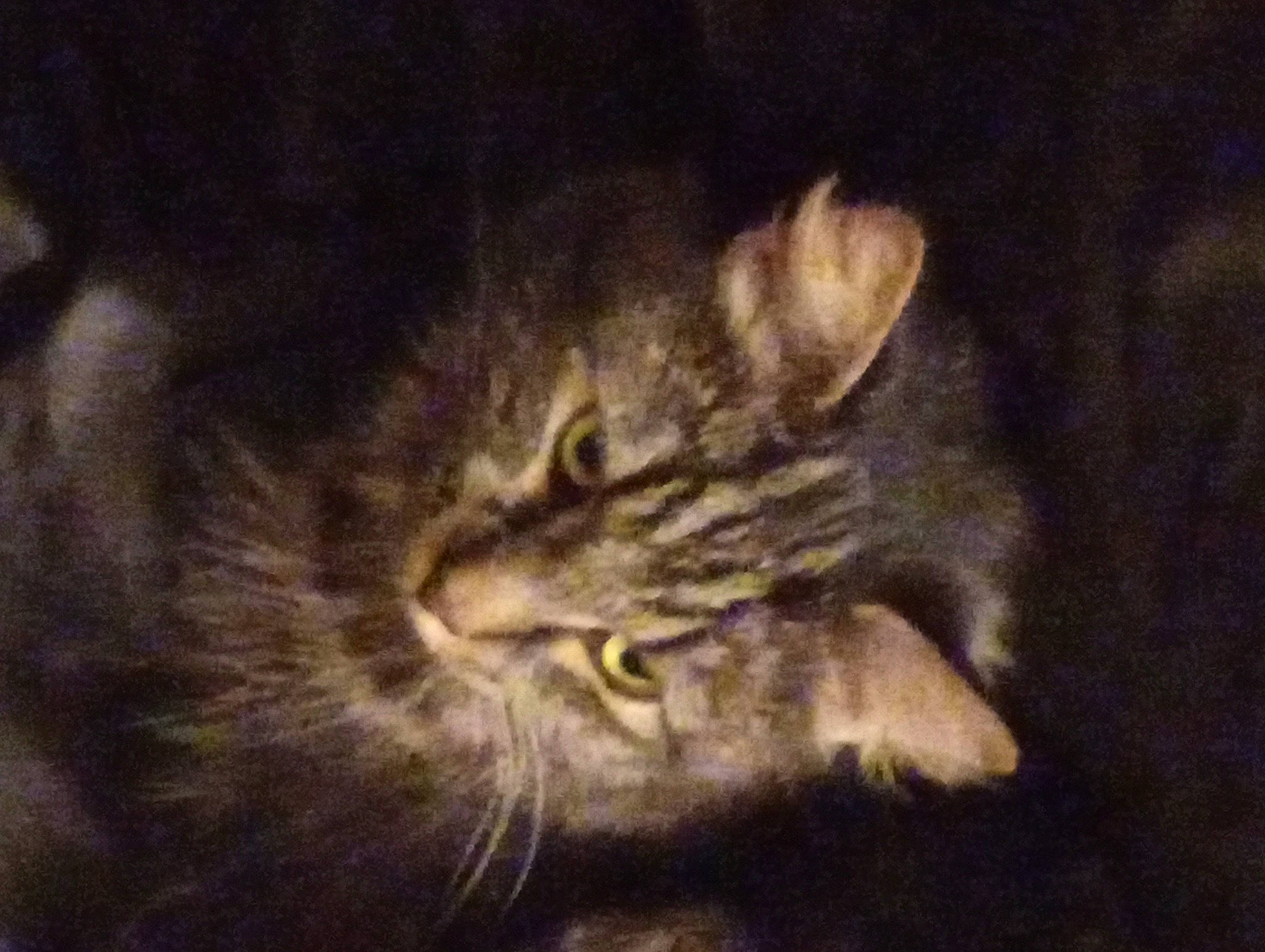 Tigger Tiger Tommy'S joined the competition — help win amazing prizes! carnivore, cat, darkness, domestic_short_haired_cat, felidae, fur, midnight, night, small_to_medium_sized_cats, snout, terrestrial_animal, whiskers, wildlife