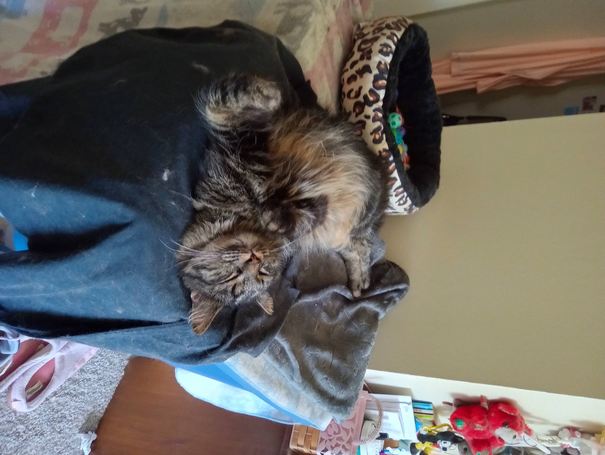 Tigger Tiger Tommy'S