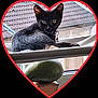 animal, bell, black_cat, cat, closeup, collar, curious, ears, feline, green_object, heart_frame, indoor, looking, pet, resting, roof, soft_fabric, whiskers, window, wood