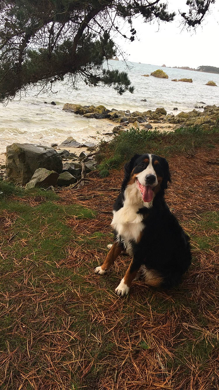 Noushka a rejoint le concours — aidez-le/la à gagner de superbes lots ! bernese_mountain_dog, canidae, carnivore, dog, dog_breed, english_shepherd, grass, mammal, sporting_group, working_dog