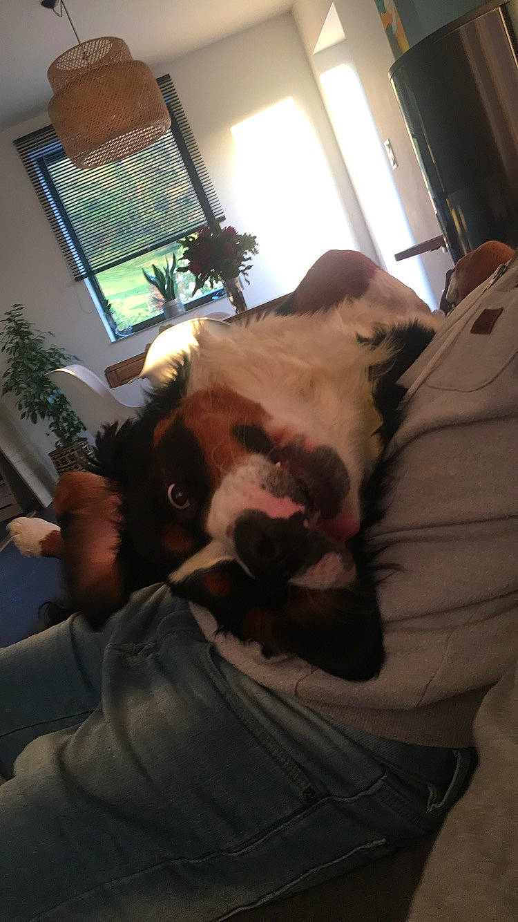 Noushka participe au concours pour gagner de l'argent avec cette photo : american_bulldog, boston_terrier, boxer, bulldog, canidae, carnivore, companion_dog, dog, dog_breed, ear, fawn, non_sporting_group, old_english_bulldog, olde_english_bulldogge, pit_bull, snout, sporting_group