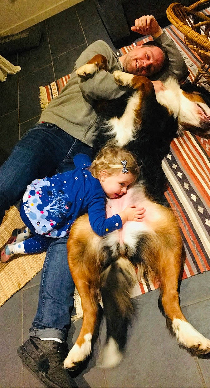 Noushka participe au concours pour gagner de l'argent avec cette photo : bernese_mountain_dog, canidae, carnivore, companion_dog, dog, dog_breed, fur, fur_clothing, sporting_group