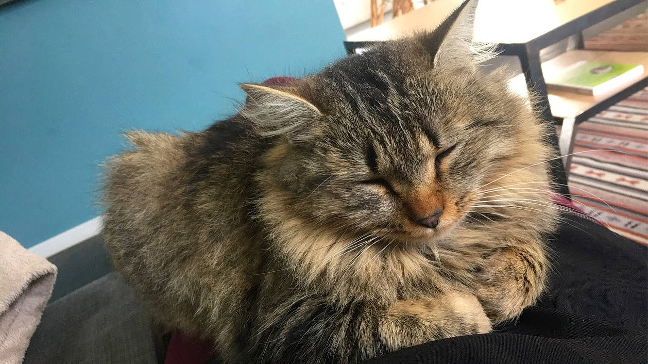 Naya participe au concours pour gagner de l'argent avec cette photo : british_semi_longhair, carnivore, cat, domestic_long_haired_cat, domestic_short_haired_cat, dragon_li, european_shorthair, felidae, fur, maine_coon, mammal, norwegian_forest_cat, pixie_bob, siberian, small_to_medium_sized_cats, snout, tabby_cat, whiskers