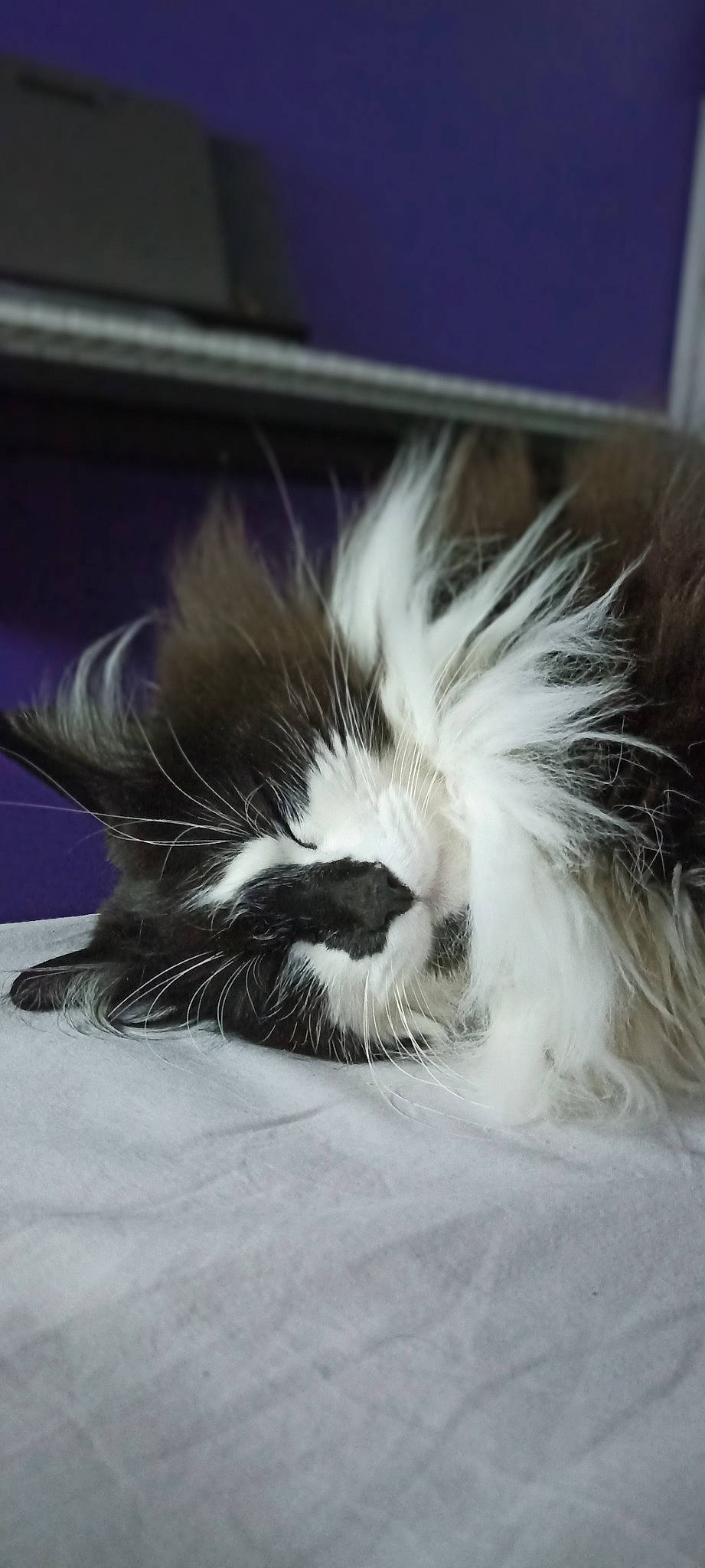 Marvel participe au concours pour gagner de l'argent avec cette photo : carnivore, cat, claw, comfort, feather, felidae, fur, nap, natural_material, paw, sleep, small_to_medium_sized_cats, snout, tail, whiskers, wing, writing_implement