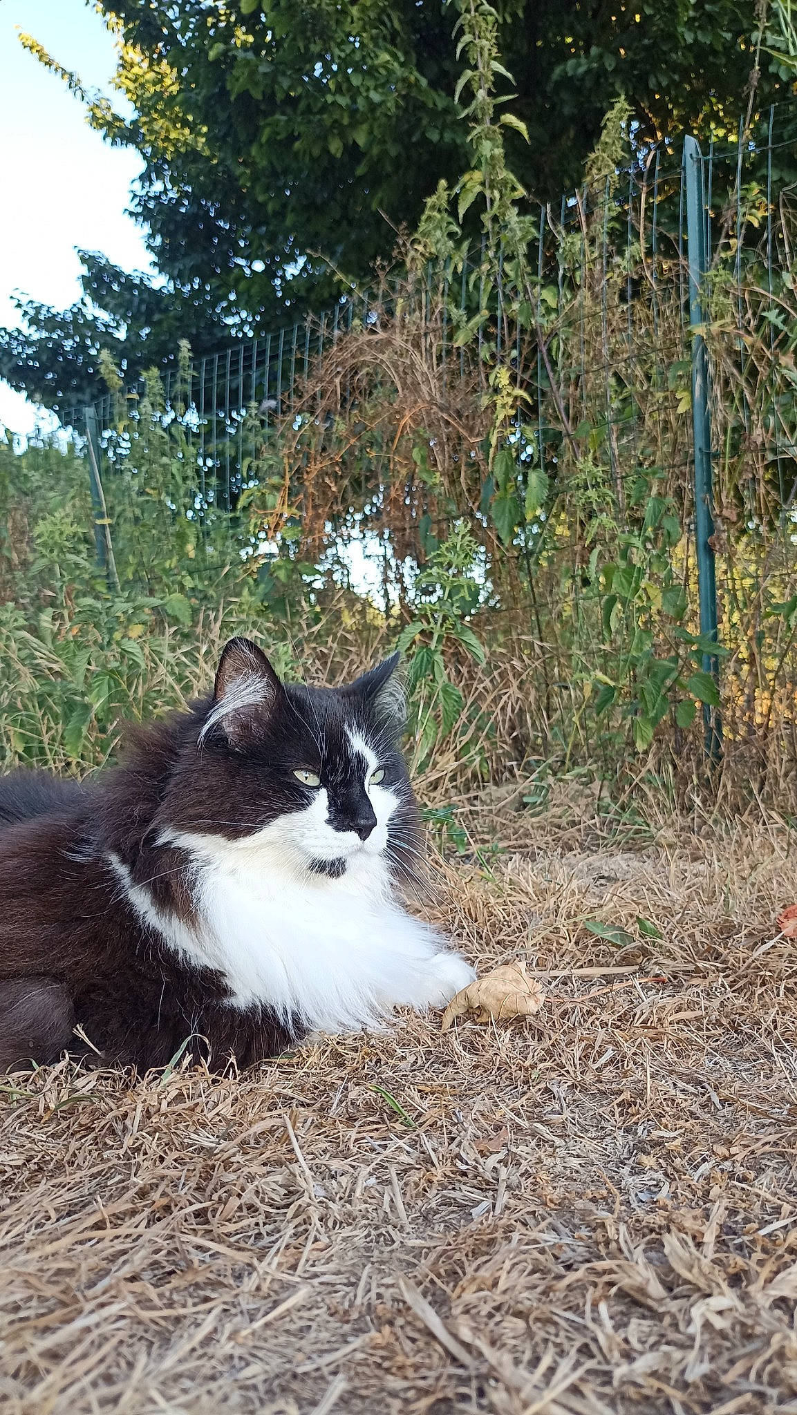 Marvel a rejoint le concours — aidez-le/la à gagner de superbes lots ! carnivore, cat, domestic_short_haired_cat, eye, felidae, fur, grass, groundcover, landscape, plant, shrub, sky, small_to_medium_sized_cats, snout, soil, tail, tree, trunk, whiskers, wood