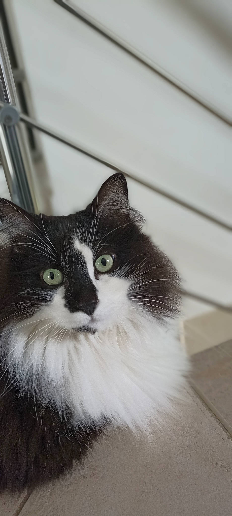 Marvel a rejoint le concours — aidez-le/la à gagner de superbes lots ! carnivore, cat, eye, felidae, fur, head, iris, monochrome, monochrome_photography, plant, small_to_medium_sized_cats, snout, tail, terrestrial_animal, whiskers, window