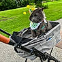 Bobcat Goldwathe joined the competition — help win amazing prizes! accessory, animal, bee_hat, cat, costume, cute, daylight, fluffy, funny, grass, gray_cat, greenery, nature, outdoor, park, pet, pet_costume, stroller, trees, walking_path