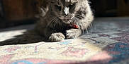 Bobcat Goldwathe is registered to the contest to win money with this photo: animal, cat, closeup, cozy, domestic_cat, feline, fluffy, gray_cat, indoor, mammal, patterned_rug, paw, pet, relaxed, resting, rug, soft_focus, sunlight, warm_light, whiskers