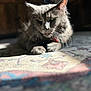animal, cat, closeup, cozy, domestic_cat, feline, fluffy, gray_cat, indoor, mammal, patterned_rug, paw, pet, relaxed, resting, rug, soft_focus, sunlight, warm_light, whiskers