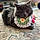Bobcat Goldwathe