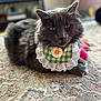 cat, gray_cat, pet, fluffy, indoor, carpet, bib, checkered, daisy, flower, animal, cute, feline, domestic_cat, resting, closeup, portrait, soft_focus, cozy, decor