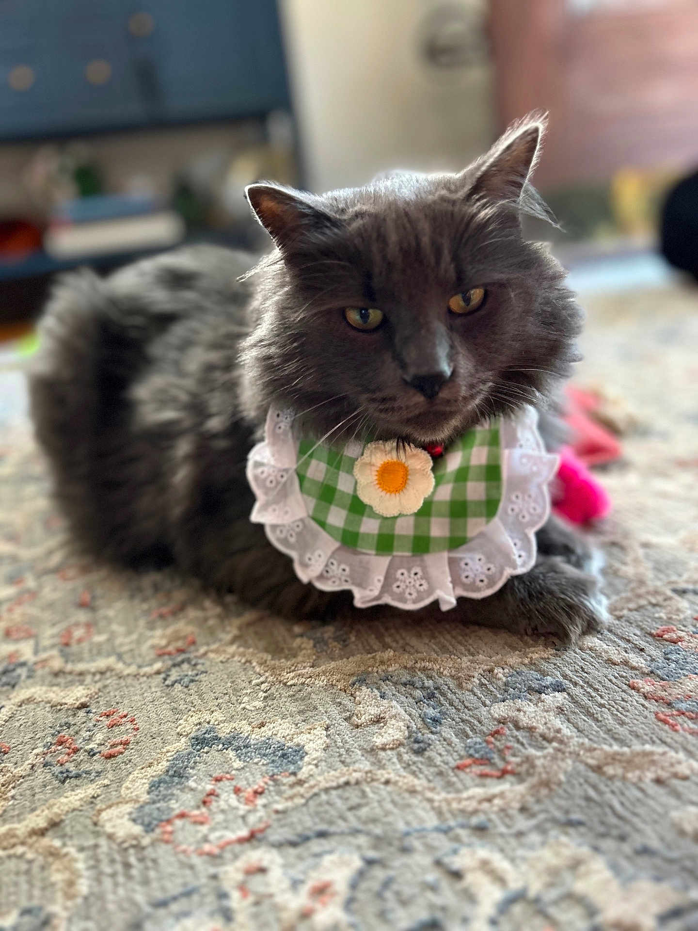 Bobcat Goldwathe joined the competition — help win amazing prizes! cat, gray_cat, pet, fluffy, indoor, carpet, bib, checkered, daisy, flower, animal, cute, feline, domestic_cat, resting, closeup, portrait, soft_focus, cozy, decor