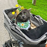 Bobcat Goldwathe is registered to the contest to win money with this photo: accessory, animal, bee_hat, bib, cat, cute, flower, fluffy, grass, gray_cat, green_eyes, hat, nature, outdoor, path, pet, portrait, resting, stroller, summer