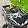 accessory, animal, bee_hat, bib, cat, cute, flower, fluffy, grass, gray_cat, green_eyes, hat, nature, outdoor, path, pet, portrait, resting, stroller, summer