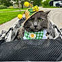 Bobcat Goldwathe is registered to the contest to win money with this photo: animal, bee_decoration, bib, cat, cute, daisy, flower, gray_cat, green_checkered_bib, greenery, hat, house, outdoor, pet, portrait, straw_hat, street, stroller, suburban, trees