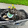 accessory, animal, bee_hat, cat, costume, cute, daisy, daytime, fluffy, grass, gray_cat, green_bib, hat, leisure, outdoor, pavement, pet, portrait, relaxed, stroller