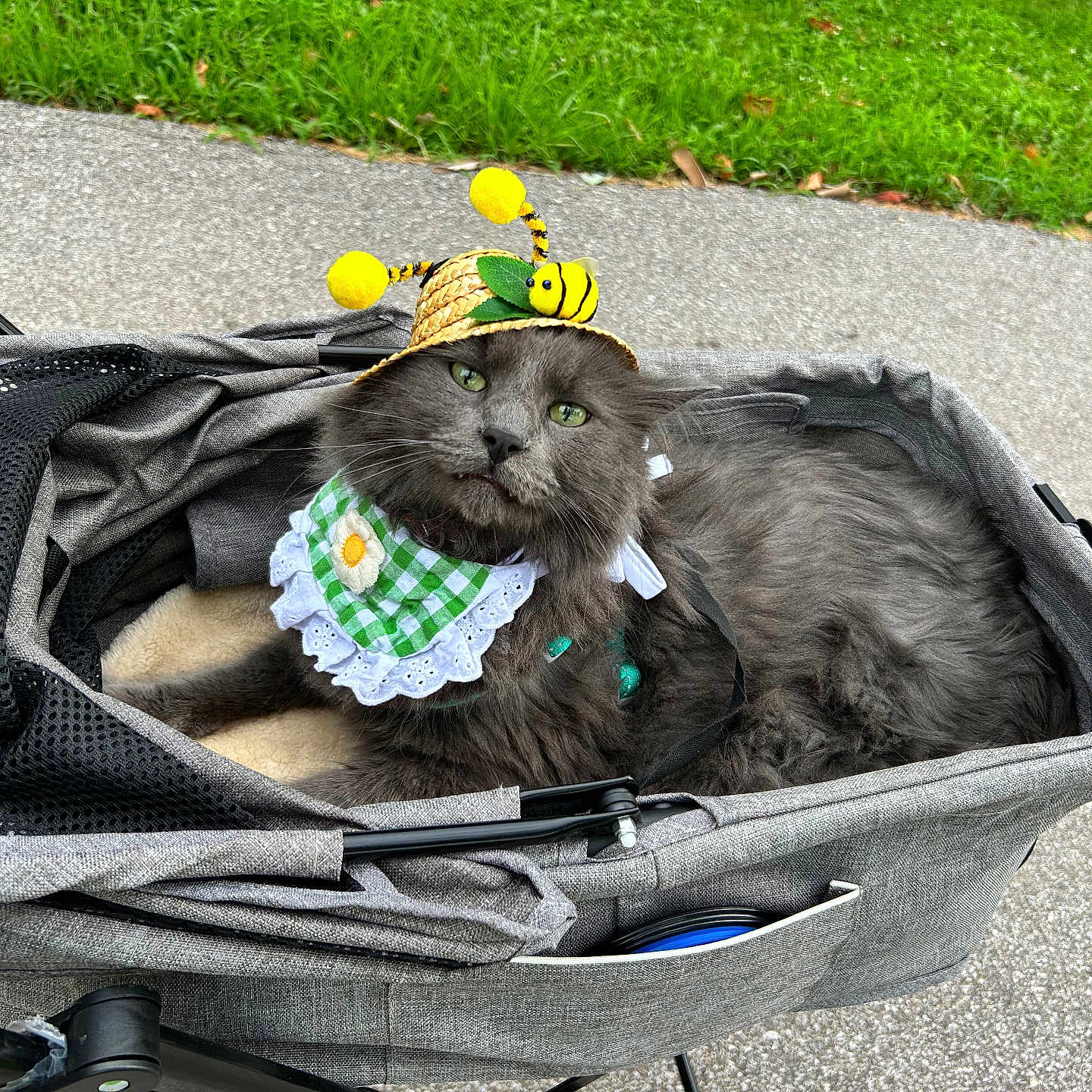 Bobcat Goldwathe joined the competition — help win amazing prizes! accessory, animal, bee_hat, cat, costume, cute, daisy, daytime, fluffy, grass, gray_cat, green_bib, hat, leisure, outdoor, pavement, pet, portrait, relaxed, stroller