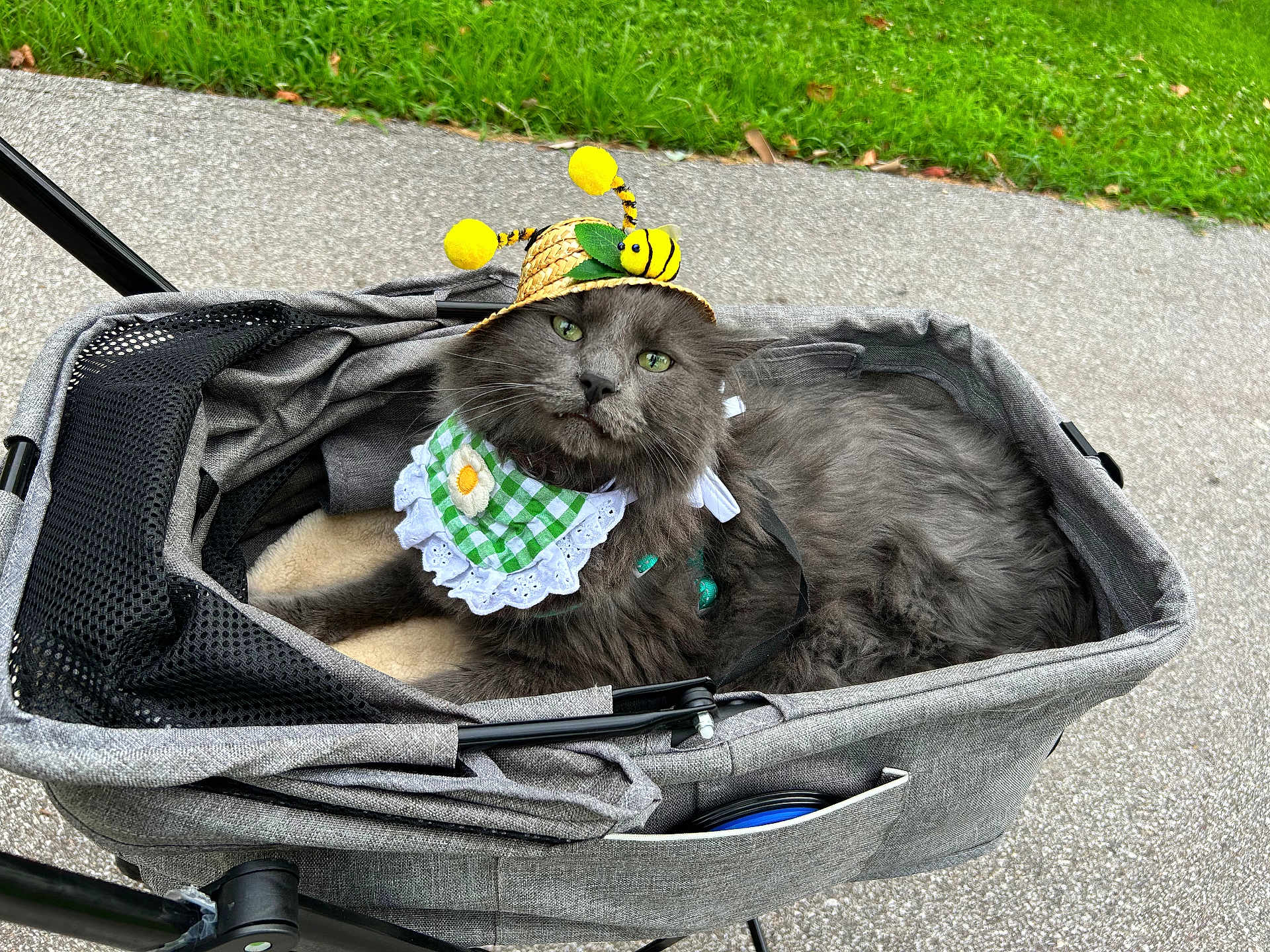 Bobcat Goldwathe joined the competition — help win amazing prizes! accessory, animal, bee_hat, cat, costume, cute, daisy, daytime, fluffy, grass, gray_cat, green_bib, hat, leisure, outdoor, pavement, pet, portrait, relaxed, stroller