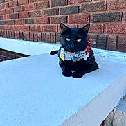 Walter Peepeekay is registered to the contest to win money with this photo: animal, black_cat, brick_wall, calm, cat, collar, cute, domestic_cat, feline, floral_collar, ledge, outdoor, pet, portrait, resting, sidewalk, sunlight, urban, whiskers, yellow_eyes