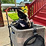animal, animal_portrait, black_cat, cat, cute, daylight, domestic_cat, feline, green_grass, hat, leisure, nature, outdoor, pet_accessory, pet_stroller, portrait, red_stairs, sidewalk, straw_hat, sunlight