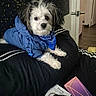 Gucci is registered to the contest to win money with this photo: dog, small_dog, scruffy_dog, blue_jacket, puffer_jacket, bandana, pet, animal, portrait, sitting, looking_at_camera, black_and_white_fur, fluffy, indoors, bedroom, bed, couch, open_door, clothing, accessories
